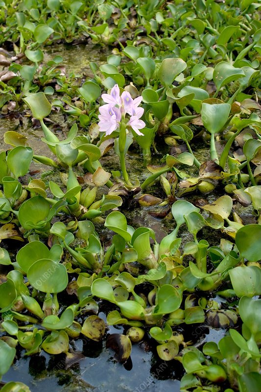 WATER HYACINTH