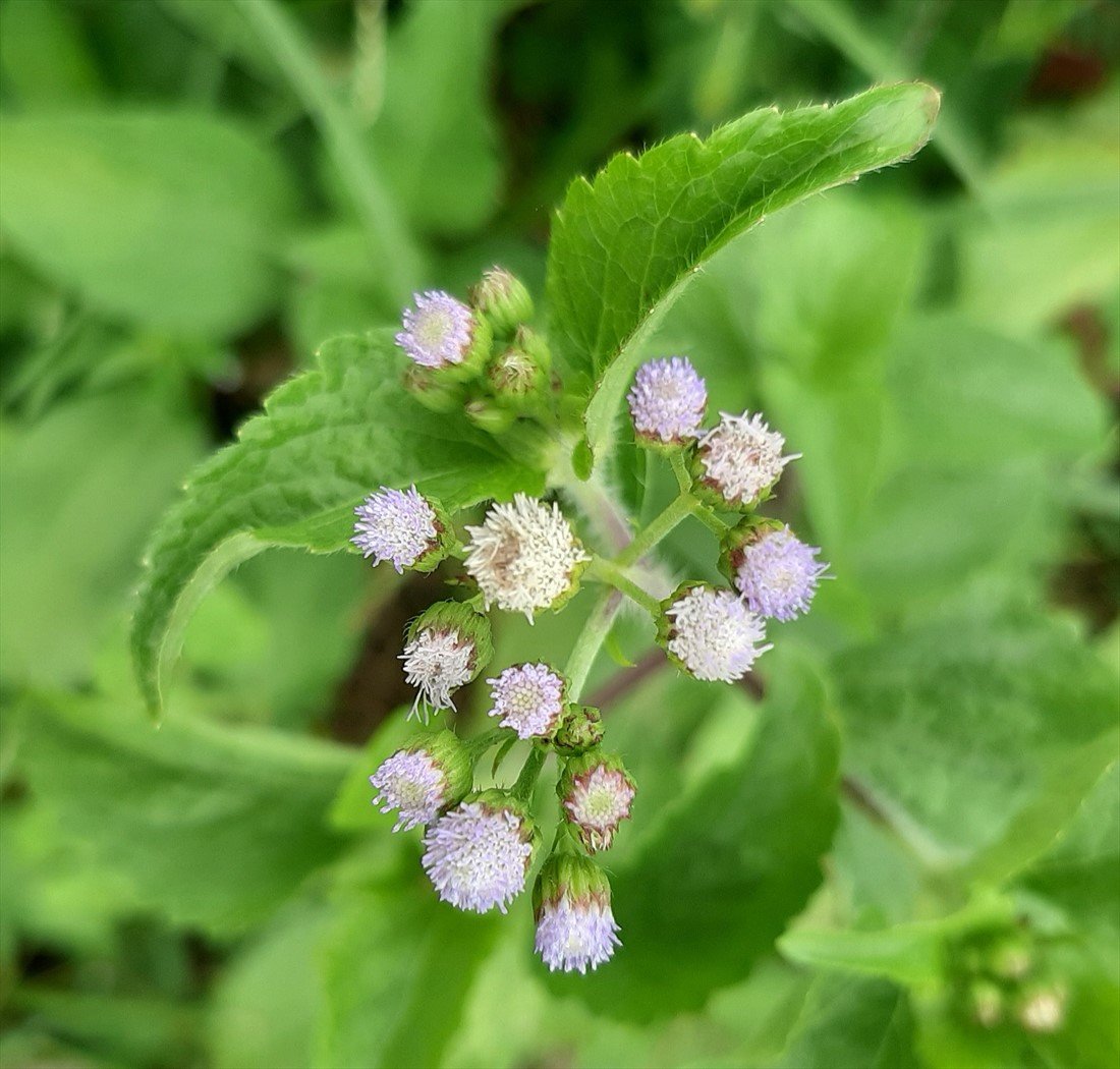 PICTURE OF APPACHEDI