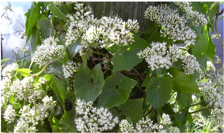 PICTURE OF MIKANIA SCANDENS