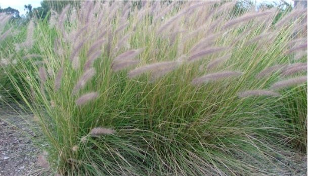 PICTURE OF PENNISETUM GRASS